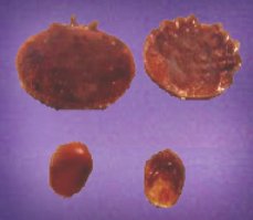 Melittiphis and Varroa Comparison